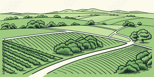 A green landscape with a vineyard and a road Vector