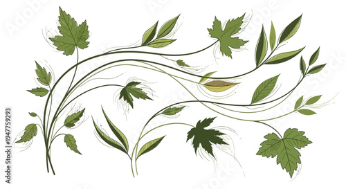 Elegant flowing botanical vine illustration vector featuring natural leaves branches and organic curved stems arranged in a graceful decorative composition suitable for wedding invitations greeting ca