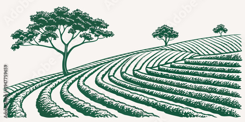 A green illustration of a vineyard with trees Vector