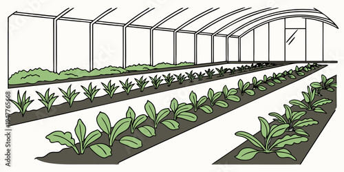 A greenhouse with rows of plants growing in the soil Vector