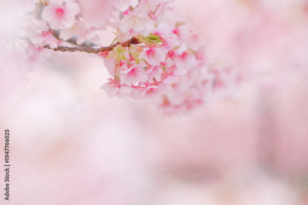Fototapeta premium 春に満開の河津桜
