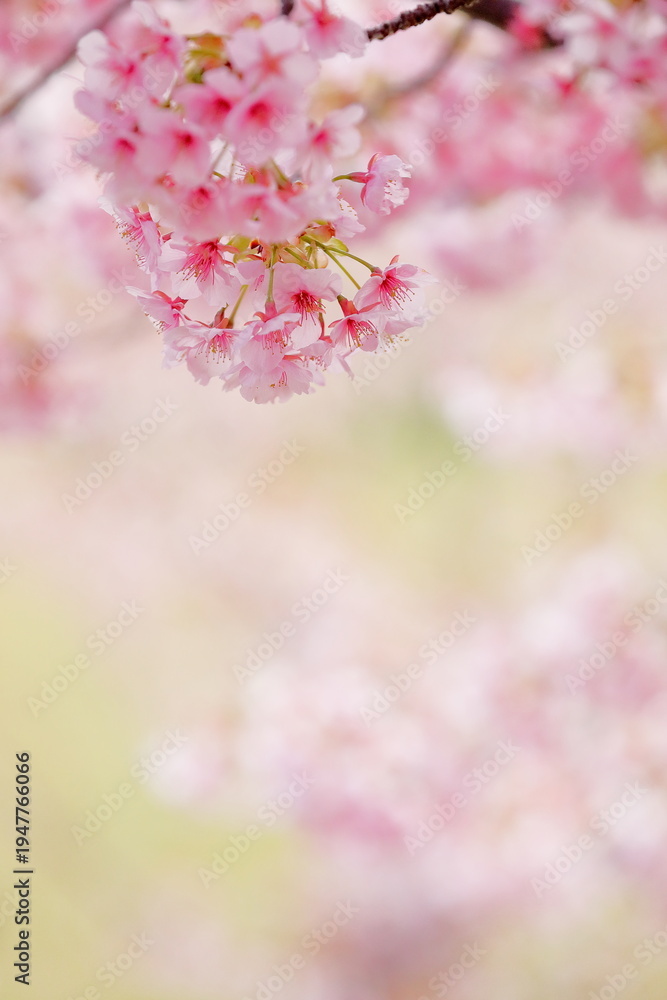 Fototapeta premium 春に満開の河津桜