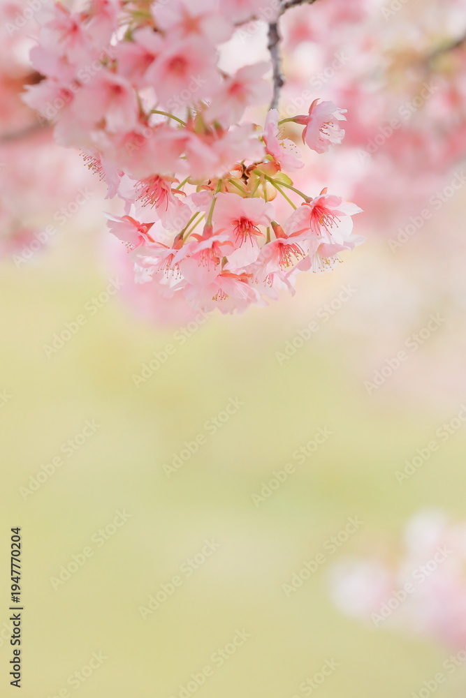 Fototapeta premium 春に満開の河津桜