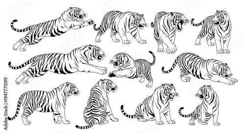Dynamic Vector Illustration Collection of Majestic Tigers in Various Action Poses, Featuring Detailed Hand-Drawn Outlines for Wildlife and Nature Design Projects