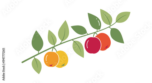 Colorful oranges on a branch.
