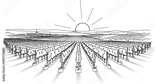Sunrise over a vast vineyard with a distant village and rolling hills