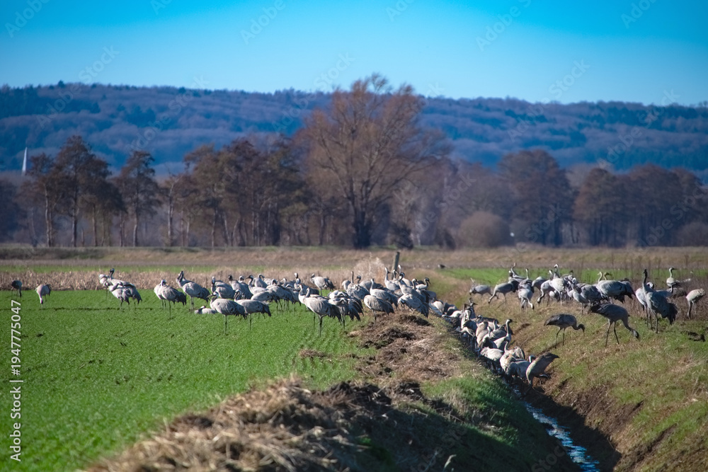 Fototapeta premium Große Kranichrast auf Acker in der Norddeutschen Tiefebene – Zahlreiche Kraniche (Grus grus) rasten während des Vogelzugs auf landwirtschaftlichen Flächen im Dümmer-Weserland.