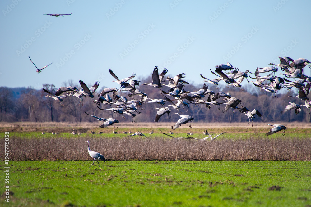 Fototapeta premium Startender Kranichschwarm über Wiesen der Norddeutschen Tiefebene – Kraniche (Grus grus) starten während des Vogelzugs gemeinsam von einem Rastplatz im Dümmer-Weserland.