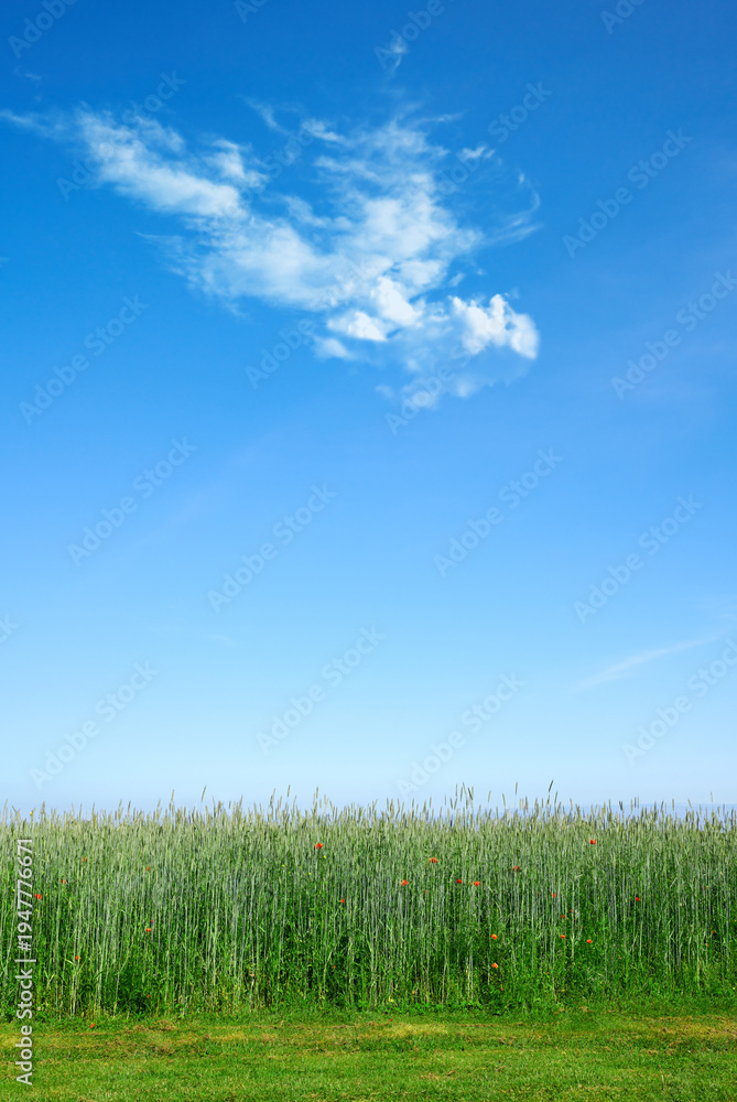 Fototapeta premium Farm, poppies and wheat at field for growth, agriculture and sustainable with space on blue sky. Land, grain and crops outdoor for agro, food production or eco friendly flowers with grass in spring