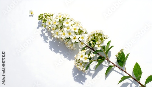 A white flower branch on a white background
