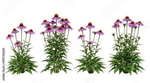echinacea purpurea, purple coneflower, isolated, garden flowers, medicinal plant, herbal remedy, perennial vibrant clumps on black background for botany and wellness design.