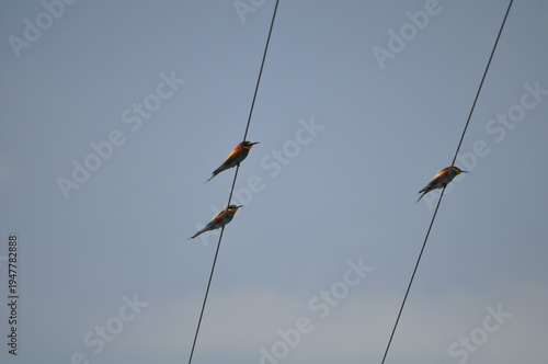 Flock of European Bee-eaters (Merops apiaster) Perched on Power Lines Against Clear Blue Sky