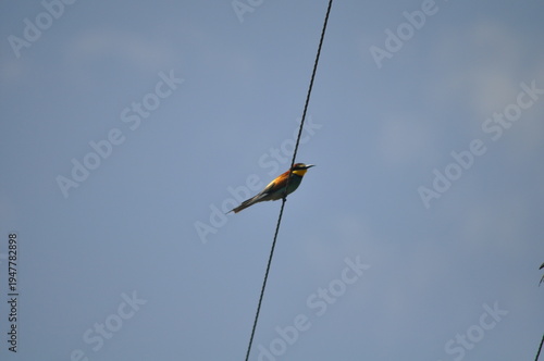 European Bee-eater (Merops apiaster) Perched on Wire Against Clear Blue Sky