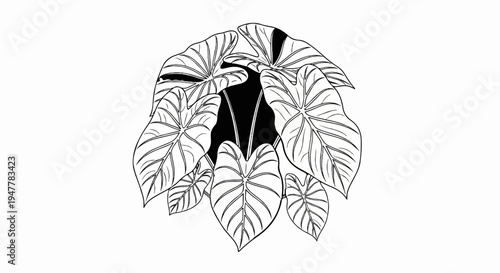 Large, heart-shaped leaves with prominent veins form a dense canopy