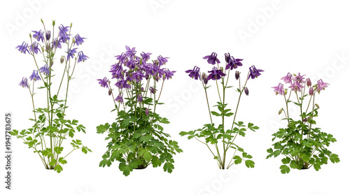 Columbine, Aquilegia, Flowers, Purple, Pink, Botanical, Garden. A collection of colorful Granny's Bonnet plants in a horizontal row isolated on a solid black background for design.