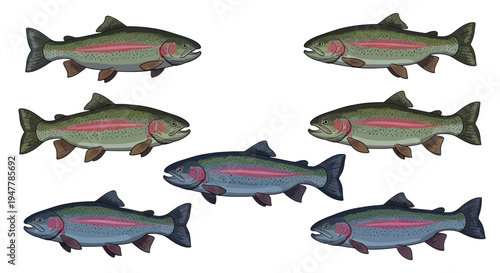 Seven Rainbow Trout Fish Swimming Isolated on White Background