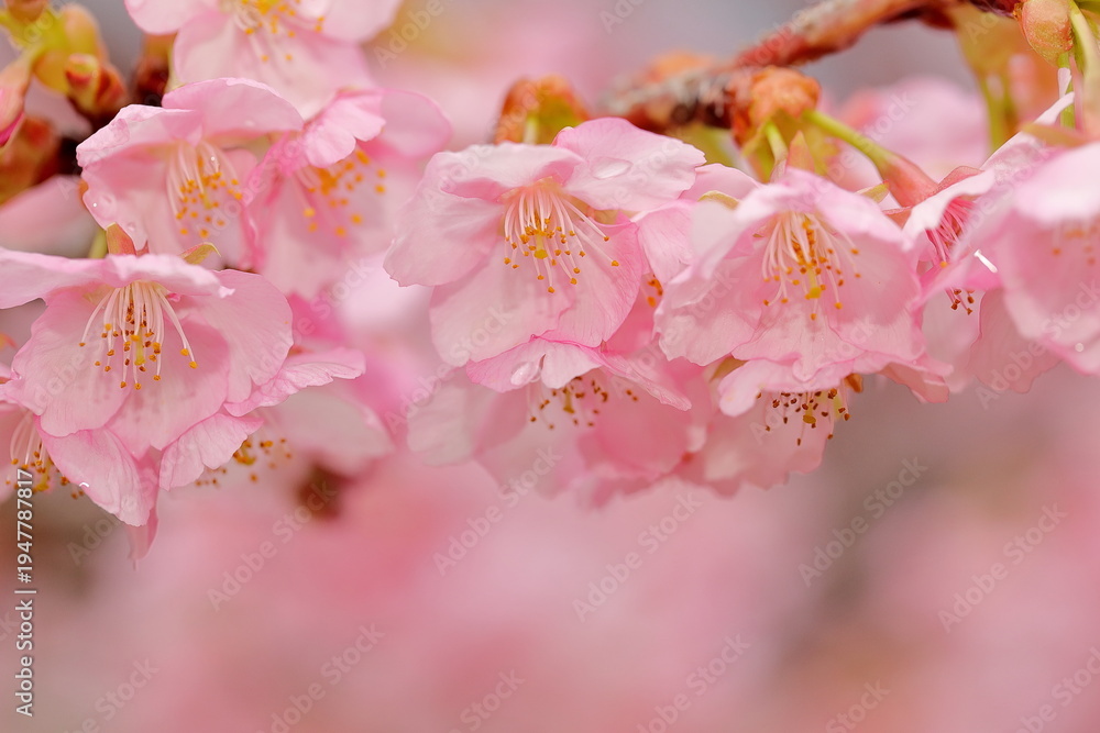 Fototapeta premium 春に満開の河津桜