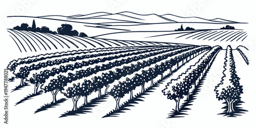 A black and white illustration of a vineyard with rows of grapevines Vector