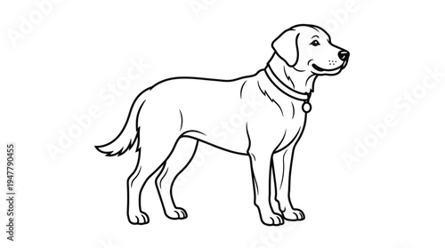 Labrador Retriever Dog Standing Profile.