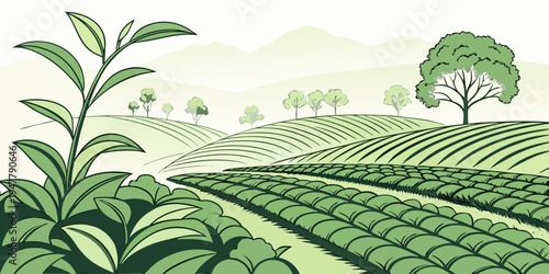 A green tea plantation with a tree and plants Vector