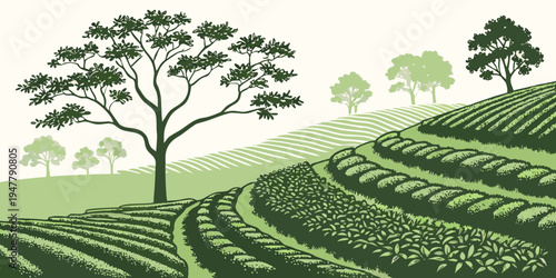 A green tea plantation with trees on a hillside Vector