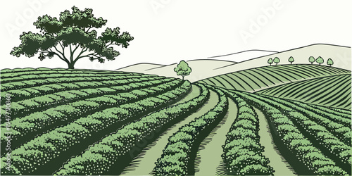 A green tea plantation with rows of bushes and a tree Vector