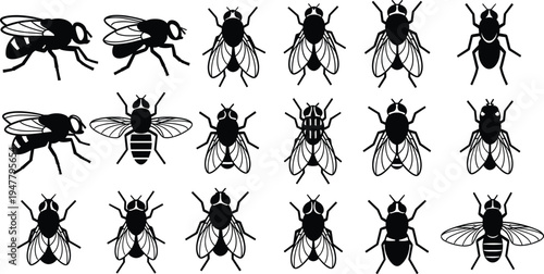 Fly Insect Icon Set with Detailed Poses, Winged Angles, and Different Views for Entomology, Biology, and Nature Design