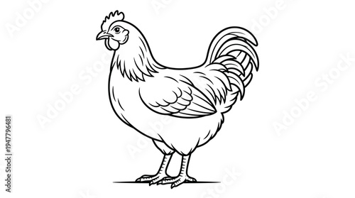 A Rooster Poultry Farm Animal.