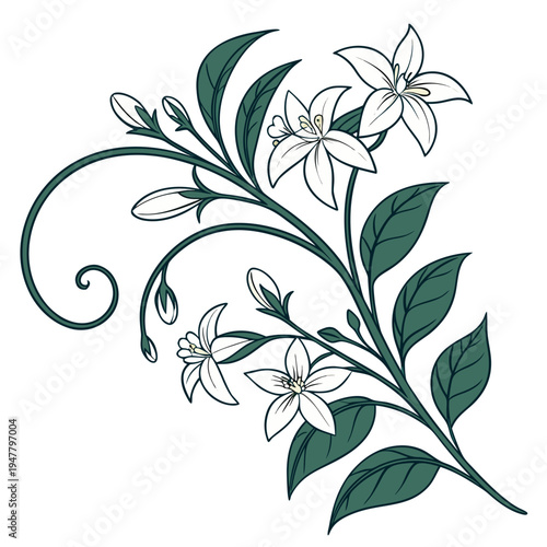 Decorative Jasmine Branch with White Flowers, Buds and Leaves, Vector Illustration