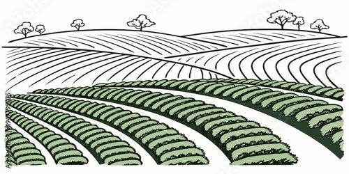 Vineyard on a hillside with rows of grapevines Vector