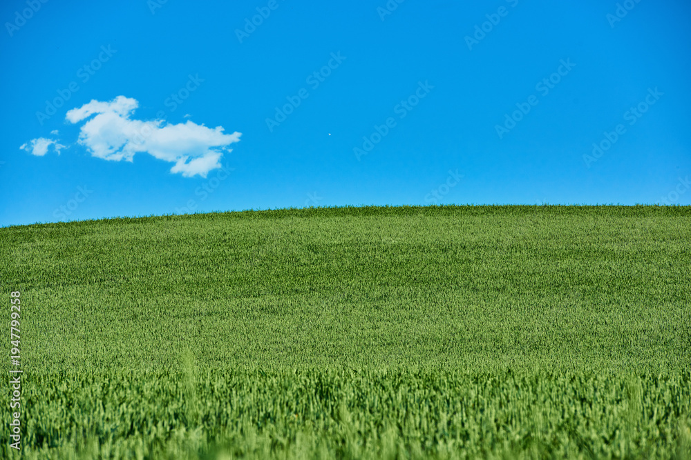 Fototapeta premium Farm, wheat or field for agro in countryside, growth or sustainable with blue sky for space. Landscape, grain or green crops outdoor for agriculture, food production and eco friendly in spring