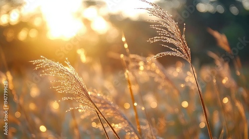 backlit wild grasses with glistening dew drops in a golden sunlit meadow at golden hour, serene and peaceful atmosphere