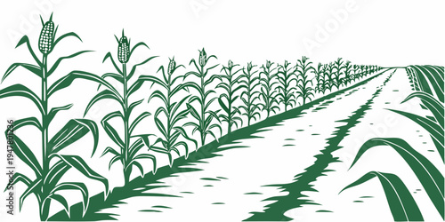 A green cornfield with rows of corn plants growing Vector