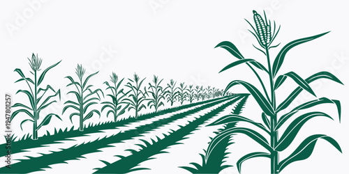 A field of corn plants growing in rows Vector