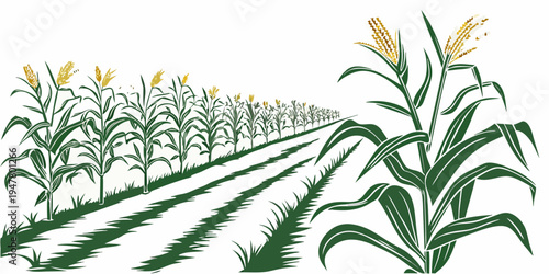 A field of corn plants with yellow flowers Vector