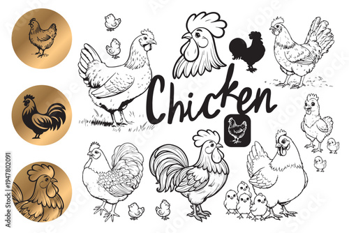 Vector illustration of a chicken in black line art. The image includes the English word "chicken" and depicts chickens in various poses.
