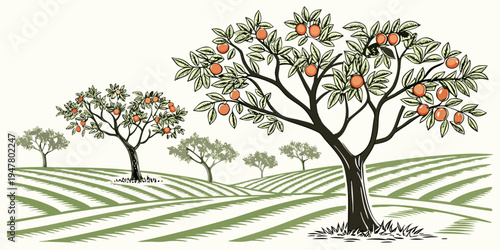 A tree with oranges in an orchard Vector