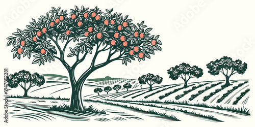 An orange tree in a field with rows of crops Vector