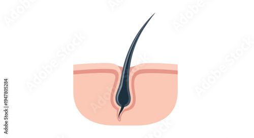 Hair follicle skin anatomy cross section.