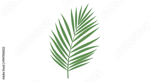 Green Palm Leaf Close Up.