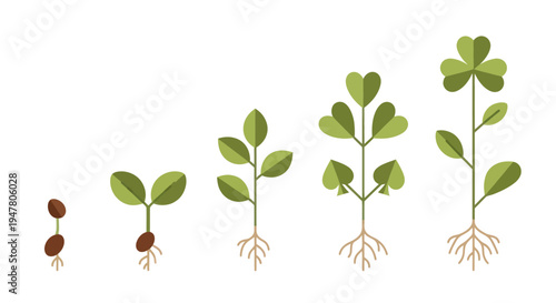 Green plant sprouts growing stages.