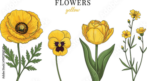 Yellow Garden Flowers Botanical Illustration with Poppy Tulip and Pansy