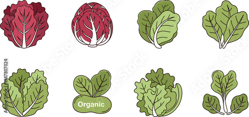 Organic Lettuce Illustration Set Featuring Red and Green Lettuce Varieties with Fresh Leaves for Farming, Healthy Eating, and Organic Food Designs