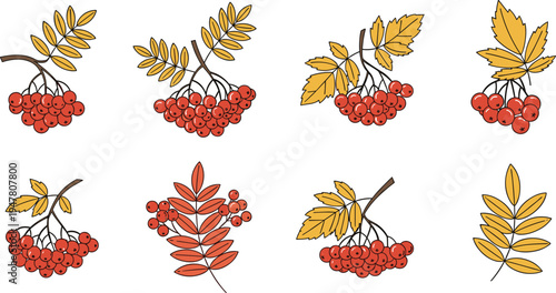 Red Berries and Leaf Cluster Illustration Set Featuring Autumn and Fall Foliage for Nature, Harvest, and Seasonal Designs