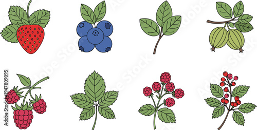 Wild Berry and Forest Plant Set with Strawberry, Blueberry, Raspberry, Leaves and Branches Botanical Fruit Vector Illustration