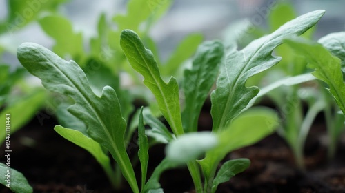 Close-up of a group of young plants growing in a garden bed. the plants have green leaves with serrated edges and appear to be healthy and well-maintained.