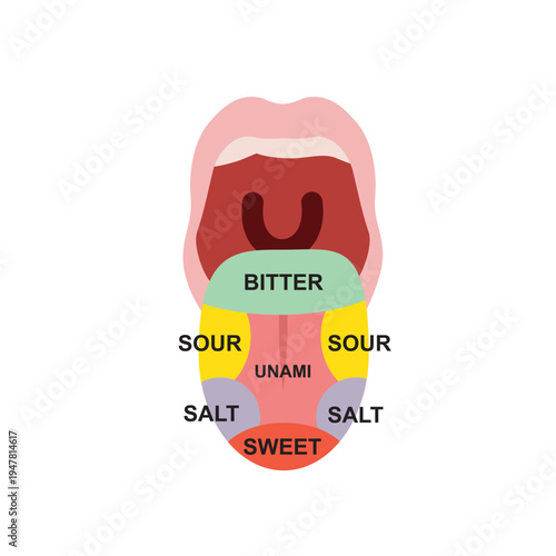 Tongue Taste Buds Vector Illustration – Human Tongue Anatomy with Taste Zones for Educational and Medical Design