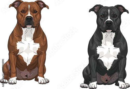 Two American Bully pitbull dogs vector illustration, brown and black muscular pet sitting, isolated canine graphic for logos and design projects.