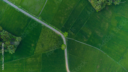 Photos Top down aerial view of lush green rice field with scenic path