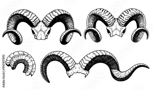 Antique engraved ram sheep and goat horns vector set detailed hand drawn horn illustrations isolated on white